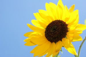 rsz 2sunflower