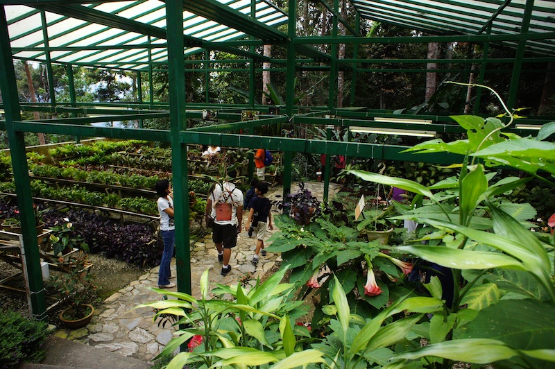 Botanical Garden 21