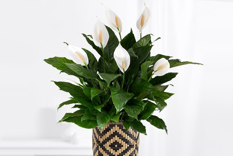 peace lily care 1