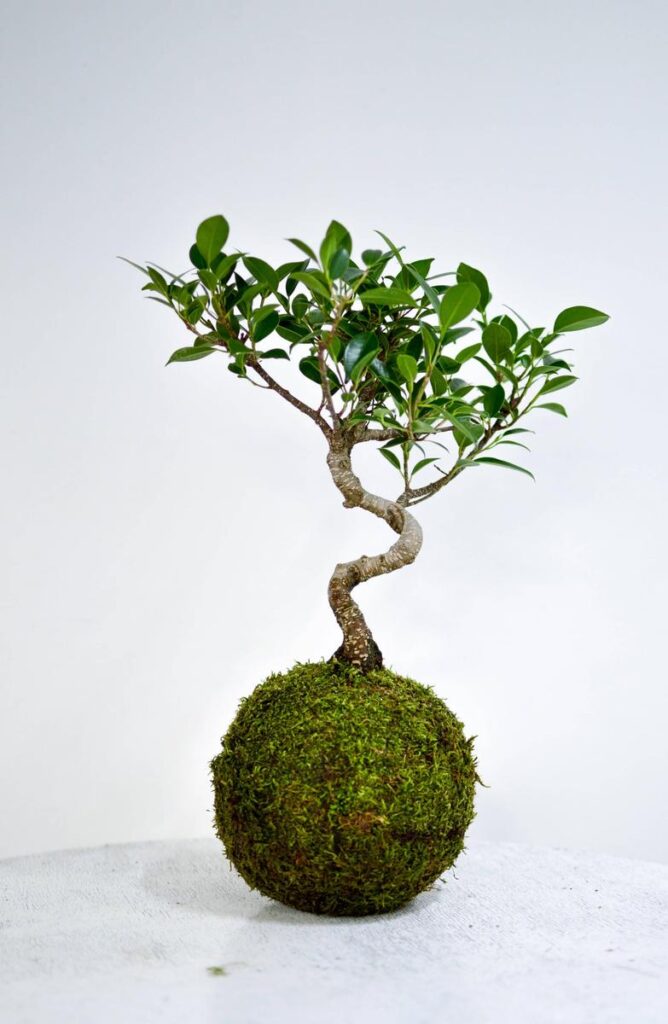 volta petite planet kokedama ficus retusa bonsai 1200x1200