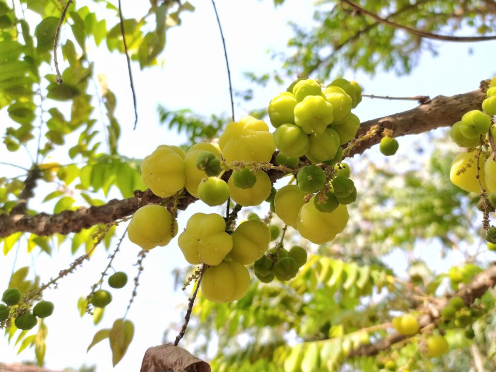 Fruit of Phyllanthus accidies 429918 pixahive