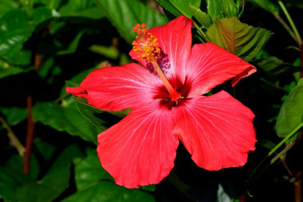 hibiscus flower 155706700756c